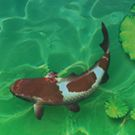 鱼戏莲池中2
